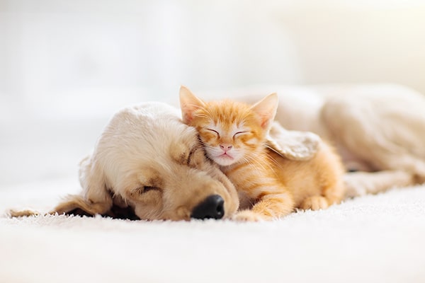 寄り添って眠る犬猫